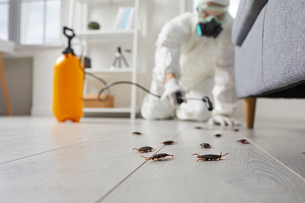 Affordable Termite Control solutions in Bude, MS